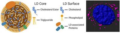 Lipid Droplets in Neurodegenerative Disorders